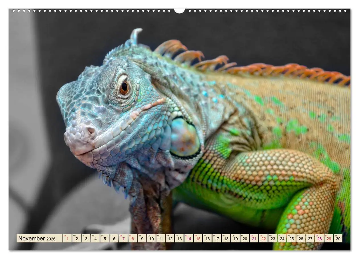 Bild: 9783457838075 | Wunderschöner Leguan (Wandkalender 2026 DIN A2 quer), CALVENDO...