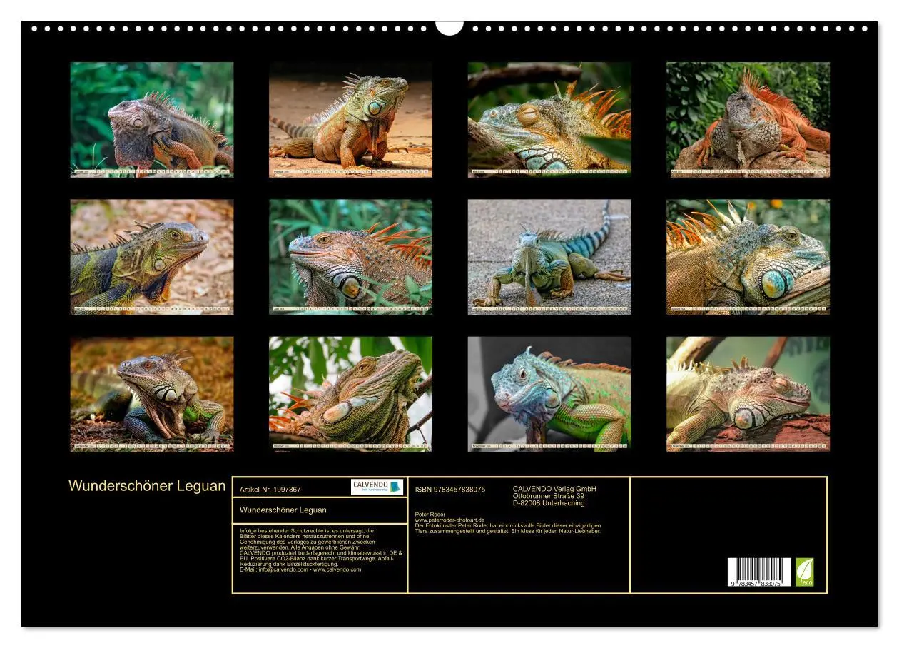 Bild: 9783457838075 | Wunderschöner Leguan (Wandkalender 2026 DIN A2 quer), CALVENDO...