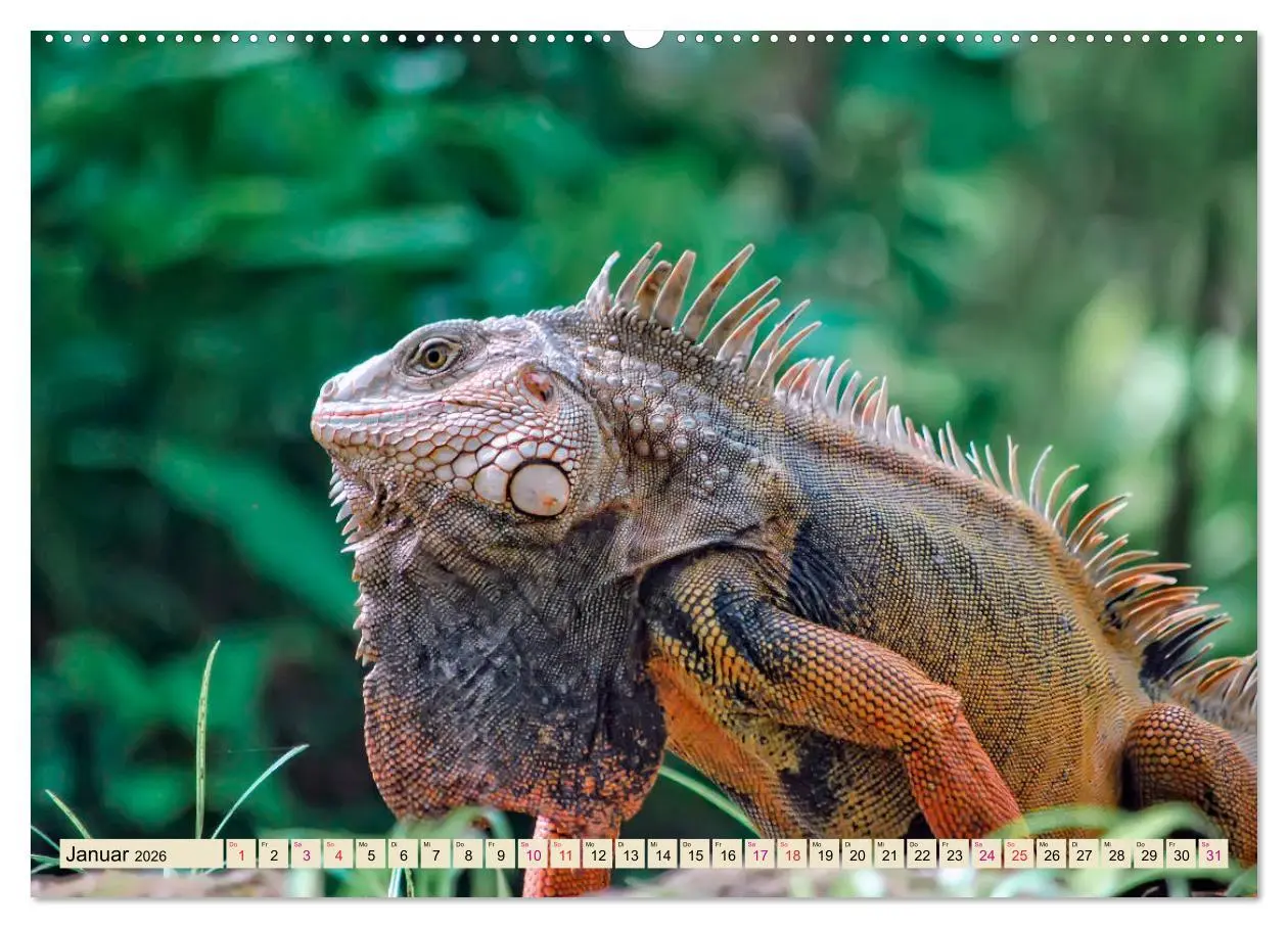 Bild: 9783457838075 | Wunderschöner Leguan (Wandkalender 2026 DIN A2 quer), CALVENDO...