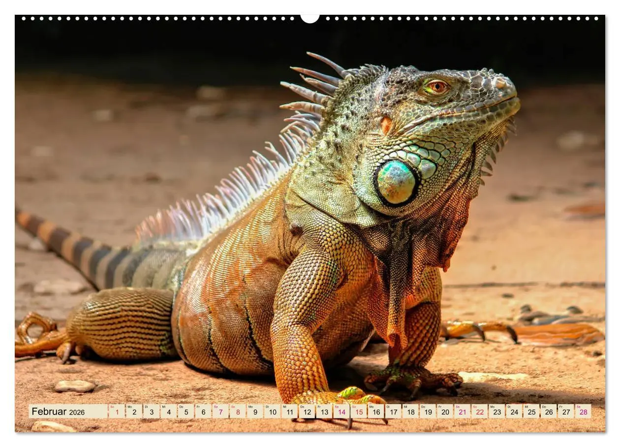 Bild: 9783457838075 | Wunderschöner Leguan (Wandkalender 2026 DIN A2 quer), CALVENDO...