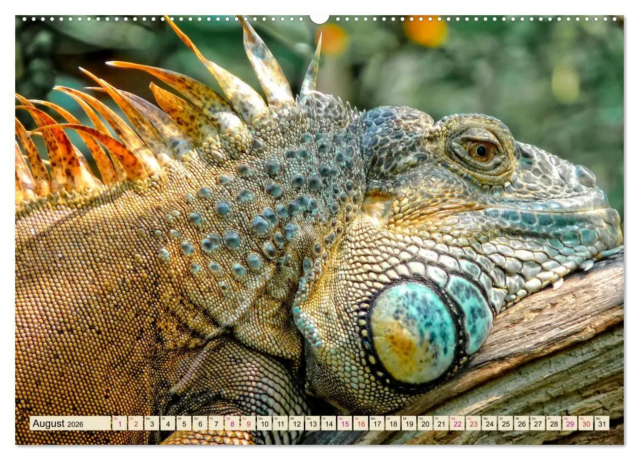 Bild: 9783457838075 | Wunderschöner Leguan (Wandkalender 2026 DIN A2 quer), CALVENDO...