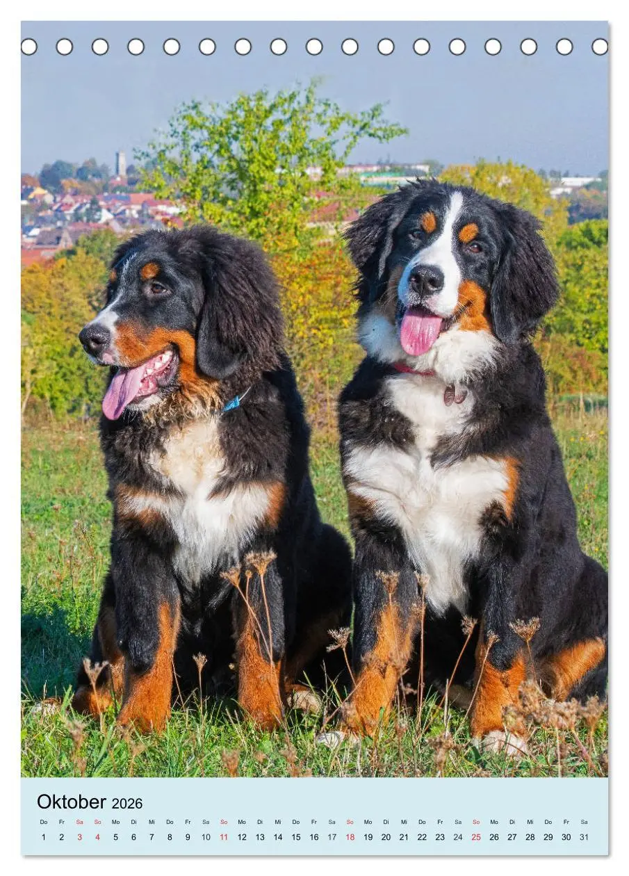 Bild: 9783516388275 | Berner Sennenhund - stark , schön und liebenswert (Tischkalender...