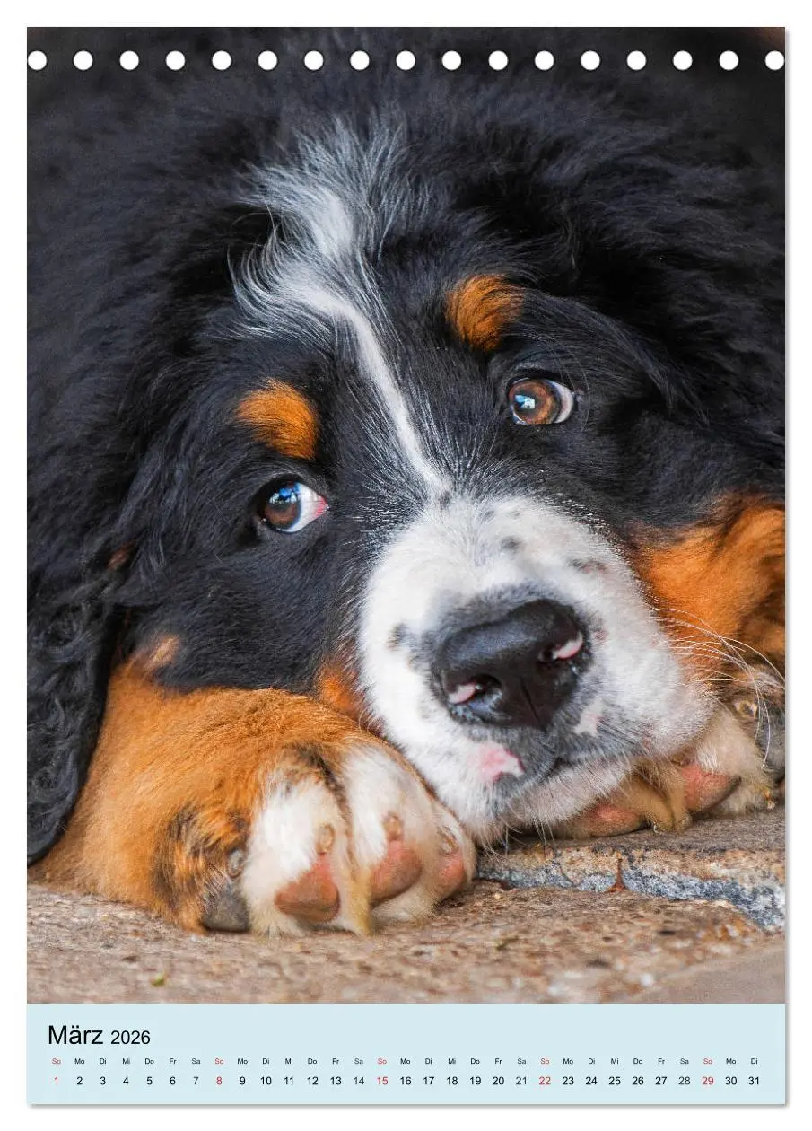 Bild: 9783516388275 | Berner Sennenhund - stark , schön und liebenswert (Tischkalender...