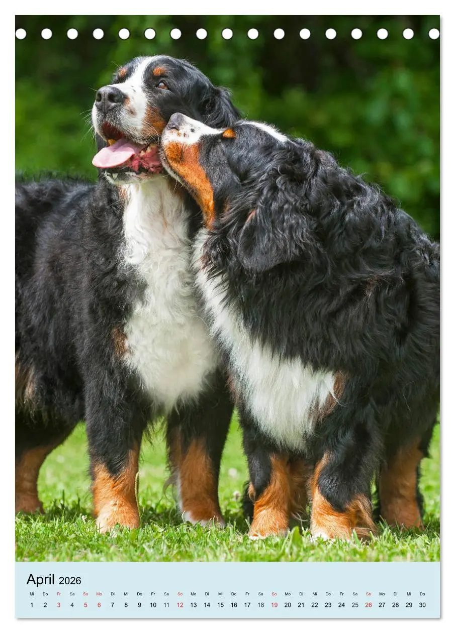 Bild: 9783516388275 | Berner Sennenhund - stark , schön und liebenswert (Tischkalender...