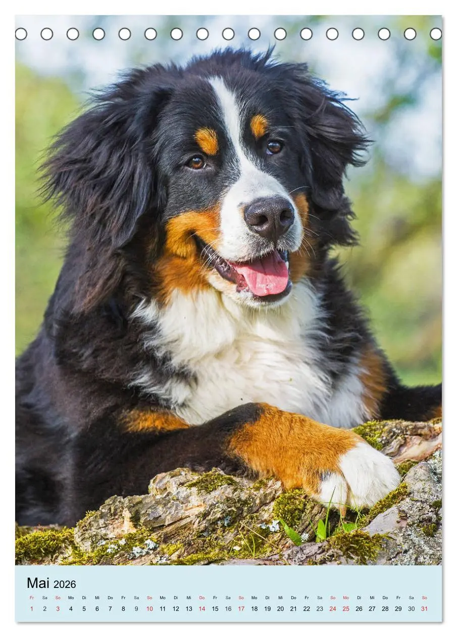 Bild: 9783516388275 | Berner Sennenhund - stark , schön und liebenswert (Tischkalender...