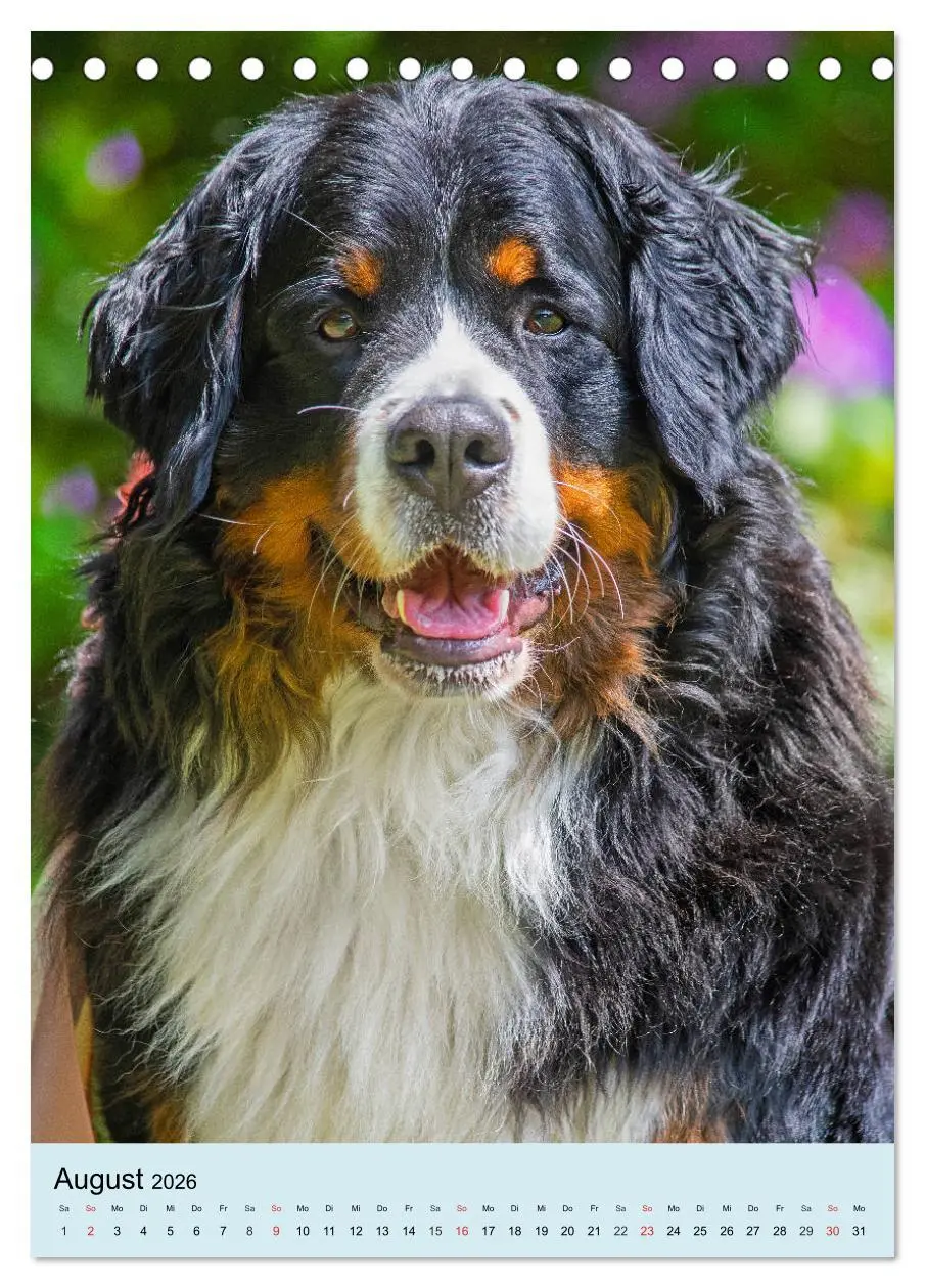 Bild: 9783516388275 | Berner Sennenhund - stark , schön und liebenswert (Tischkalender...