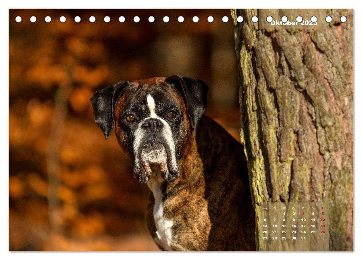 Bild: 9783435178575 | Einmal Boxer - immer Boxer (Tischkalender 2025 DIN A5 quer),...