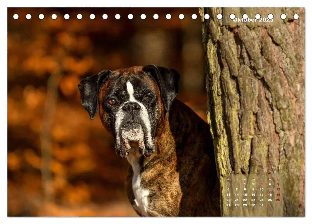 Bild: 9783435178575 | Einmal Boxer - immer Boxer (Tischkalender 2025 DIN A5 quer),...
