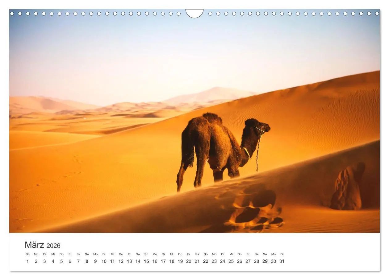 Bild: 9783457578575 | Kamele - die wahren Überlebenskünstler der Wüste. (Wandkalender...