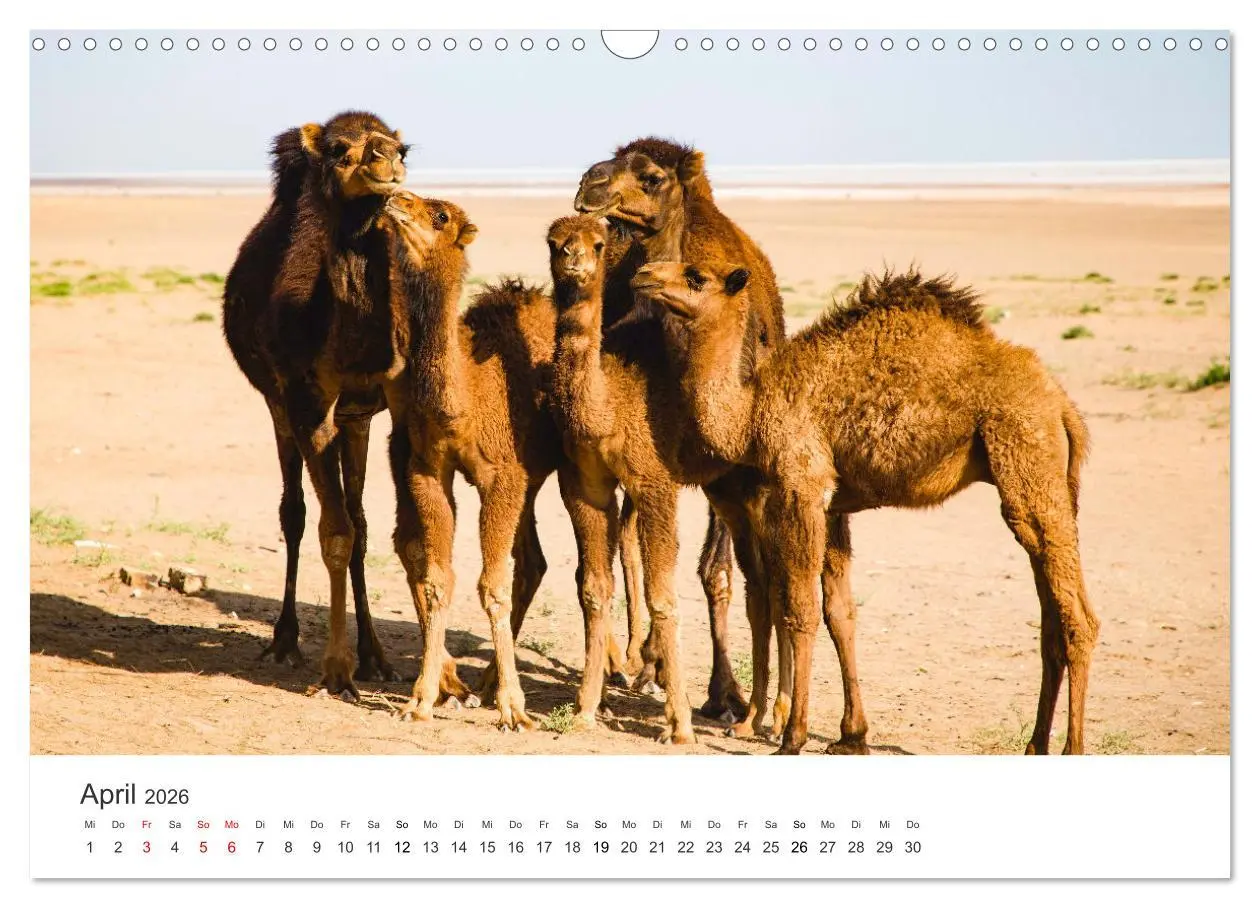 Bild: 9783457578575 | Kamele - die wahren Überlebenskünstler der Wüste. (Wandkalender...