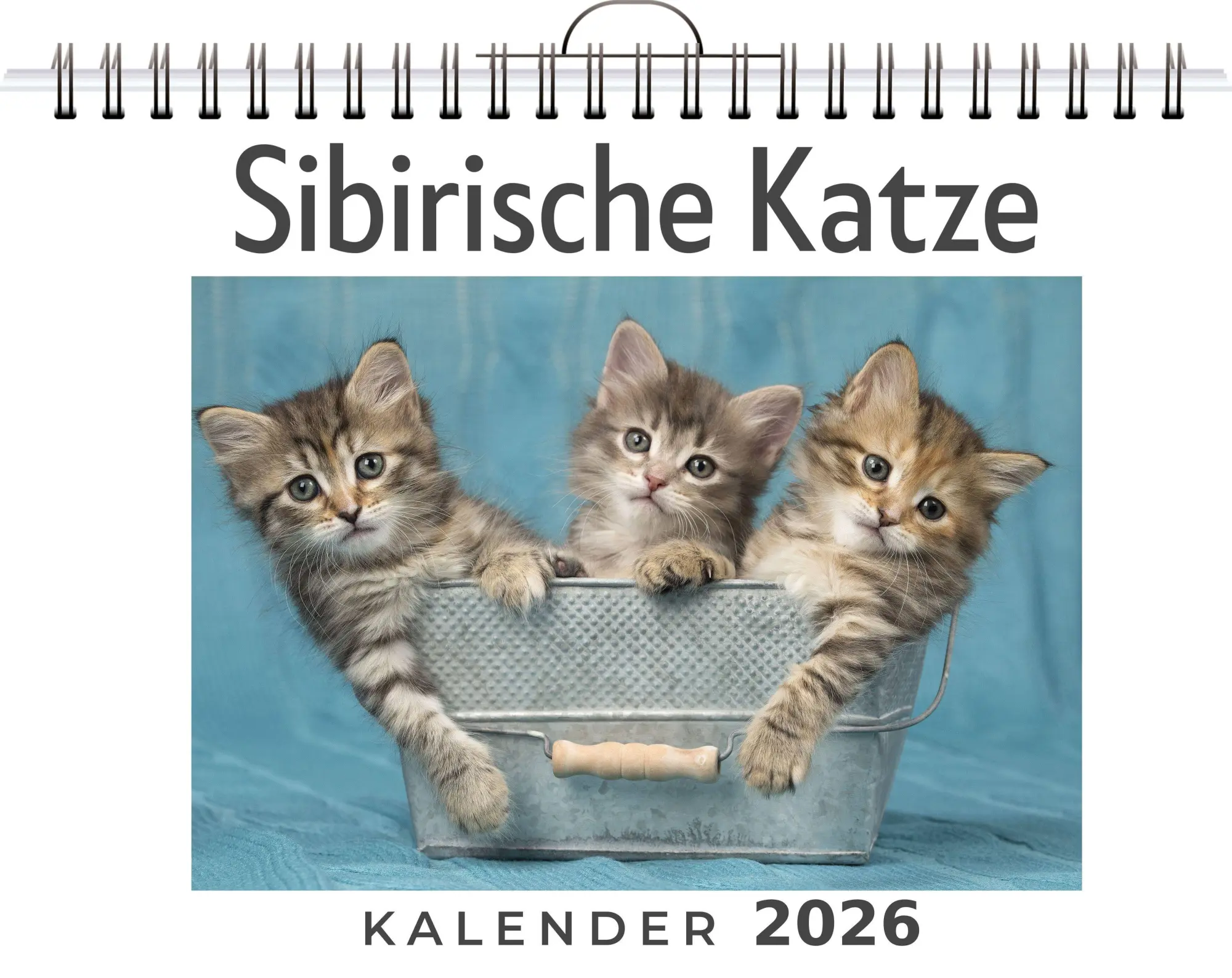 Cover: 9783695318575 | Sibirische Katze | Clara Hoffmann | Kalender | Deutsch | 2026