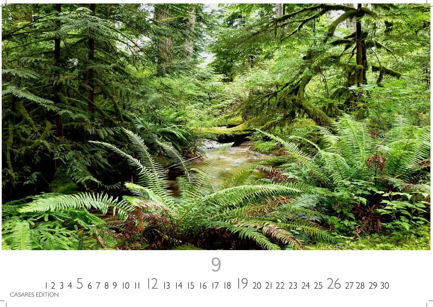 Bild: 9781835248775 | Regenwald Kalender 2027 - Wandkalender Fotokalender Naturkalender...
