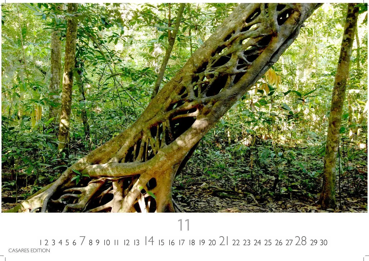 Bild: 9781835248775 | Regenwald Kalender 2027 - Wandkalender Fotokalender Naturkalender...