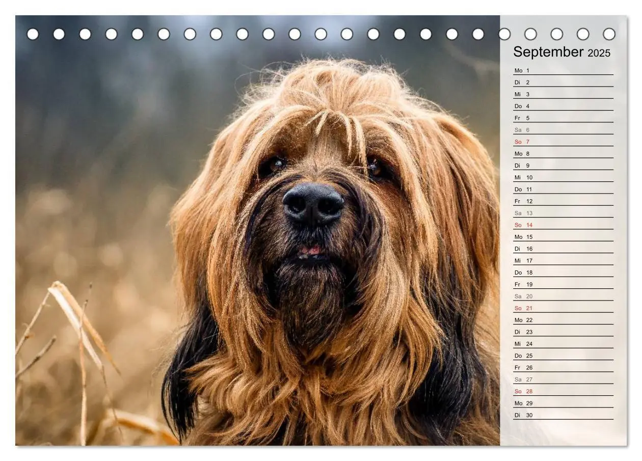 Bild: 9783435468775 | Der Briard 2025 - Ein echter Charmeur (Tischkalender 2025 DIN A5...