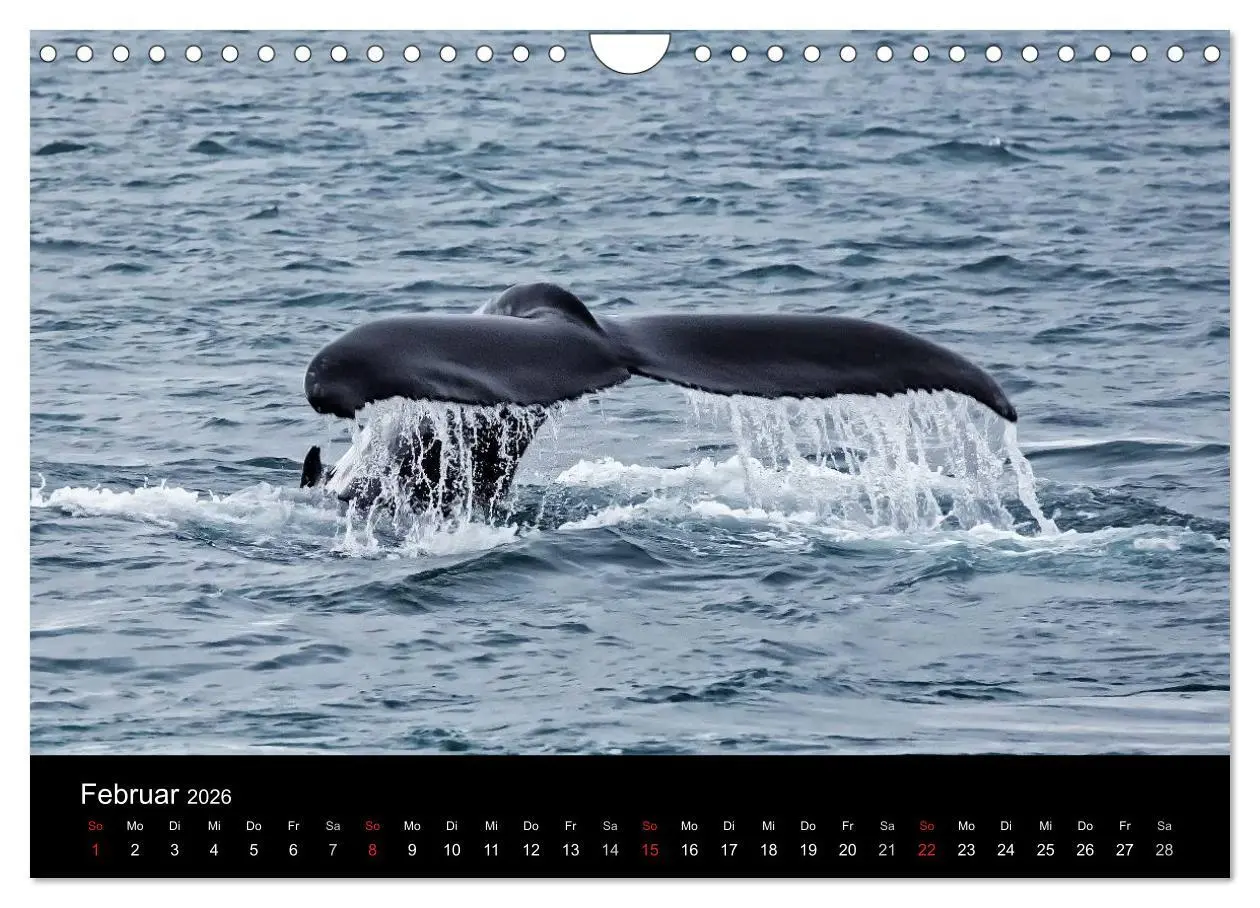 Bild: 9783516018875 | TRAUMZIEL ARKTIS, Impressionen vom Rand der Welt (Wandkalender 2026...