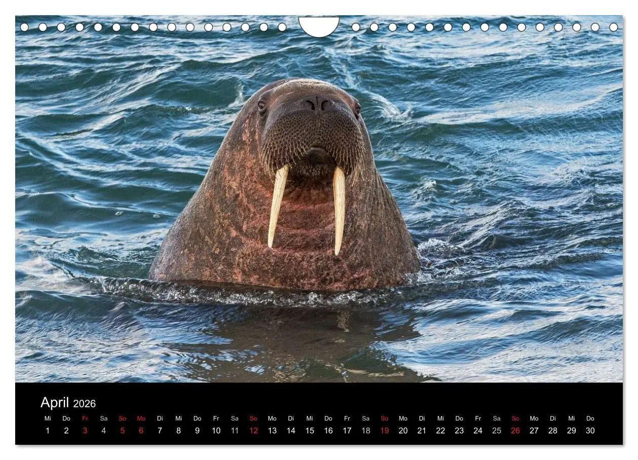 Bild: 9783516018875 | TRAUMZIEL ARKTIS, Impressionen vom Rand der Welt (Wandkalender 2026...