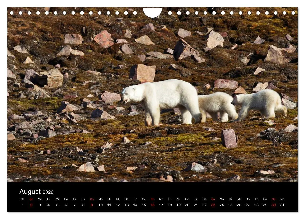 Bild: 9783516018875 | TRAUMZIEL ARKTIS, Impressionen vom Rand der Welt (Wandkalender 2026...