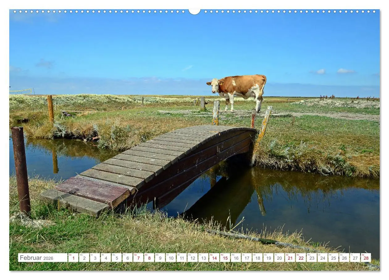 Bild: 9783457918975 | Sommertage auf Hallig Hooge (Wandkalender 2026 DIN A2 quer),...