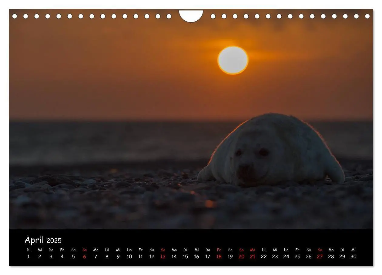 Bild: 9783435719075 | Robben auf Helgoland 2025 (Wandkalender 2025 DIN A4 quer), CALVENDO...