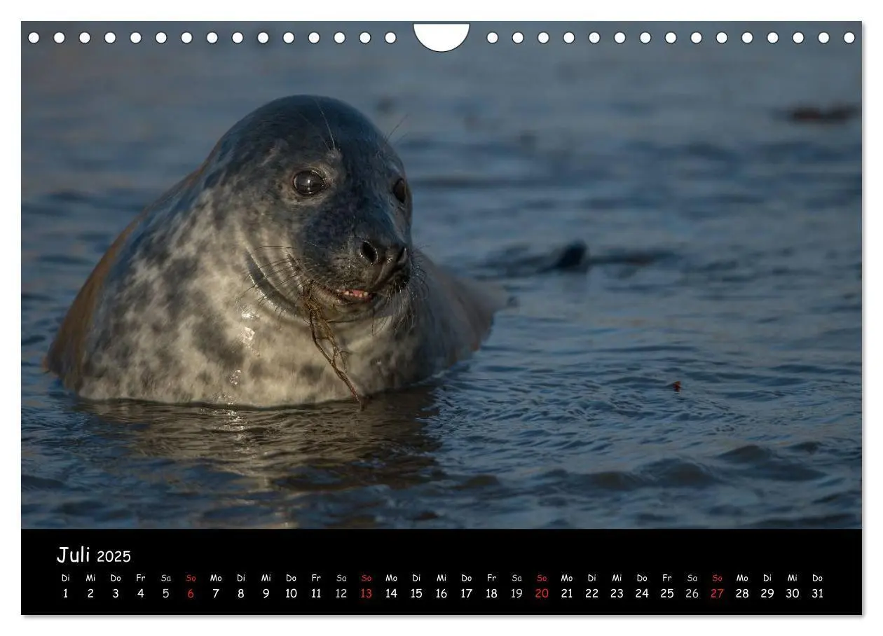 Bild: 9783435719075 | Robben auf Helgoland 2025 (Wandkalender 2025 DIN A4 quer), CALVENDO...