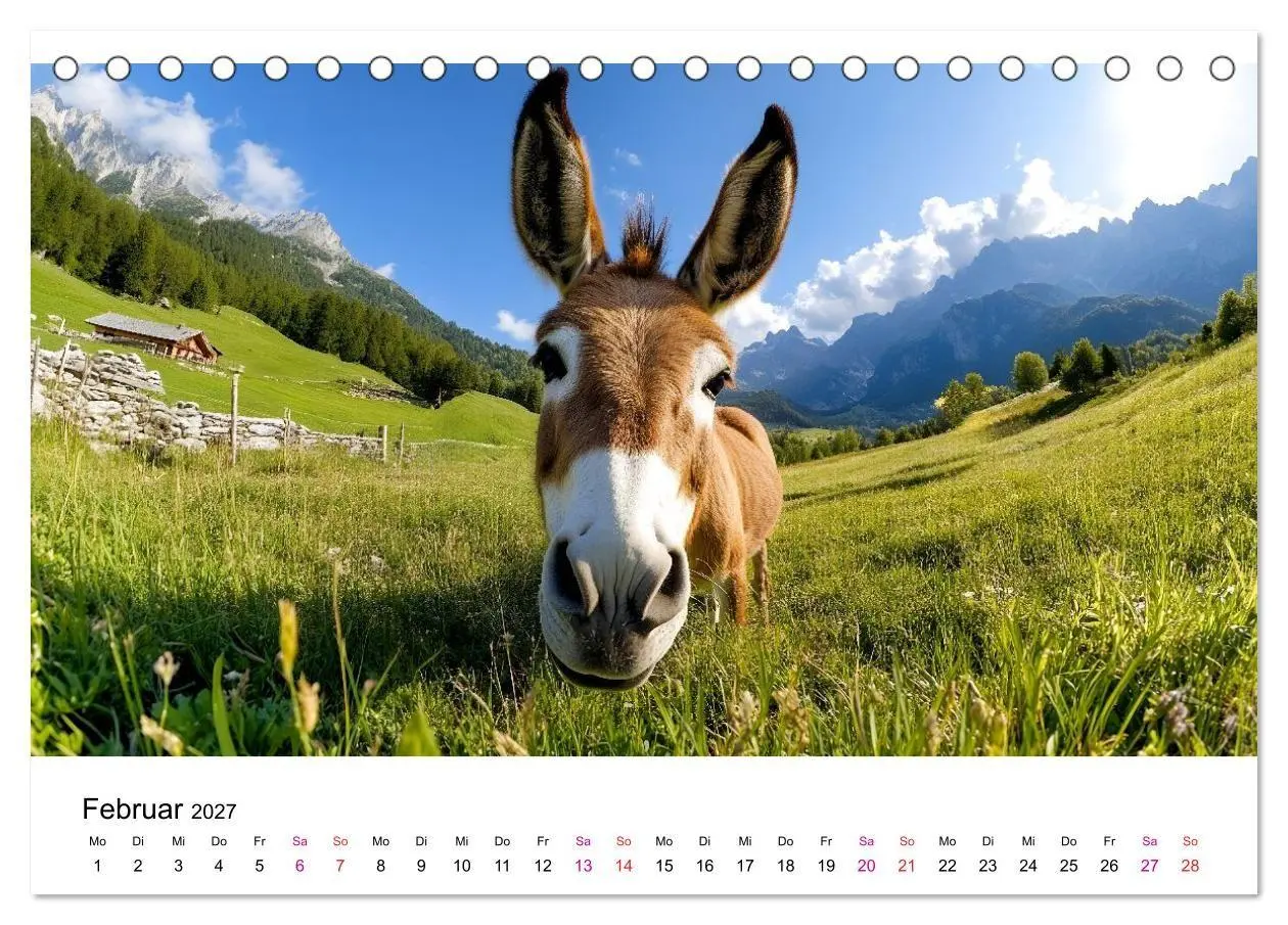 Bild: 9783516759075 | Esel - neugierige Typen (Tischkalender 2027 DIN A5 quer), CALVENDO...