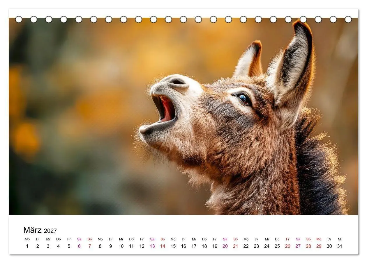Bild: 9783516759075 | Esel - neugierige Typen (Tischkalender 2027 DIN A5 quer), CALVENDO...