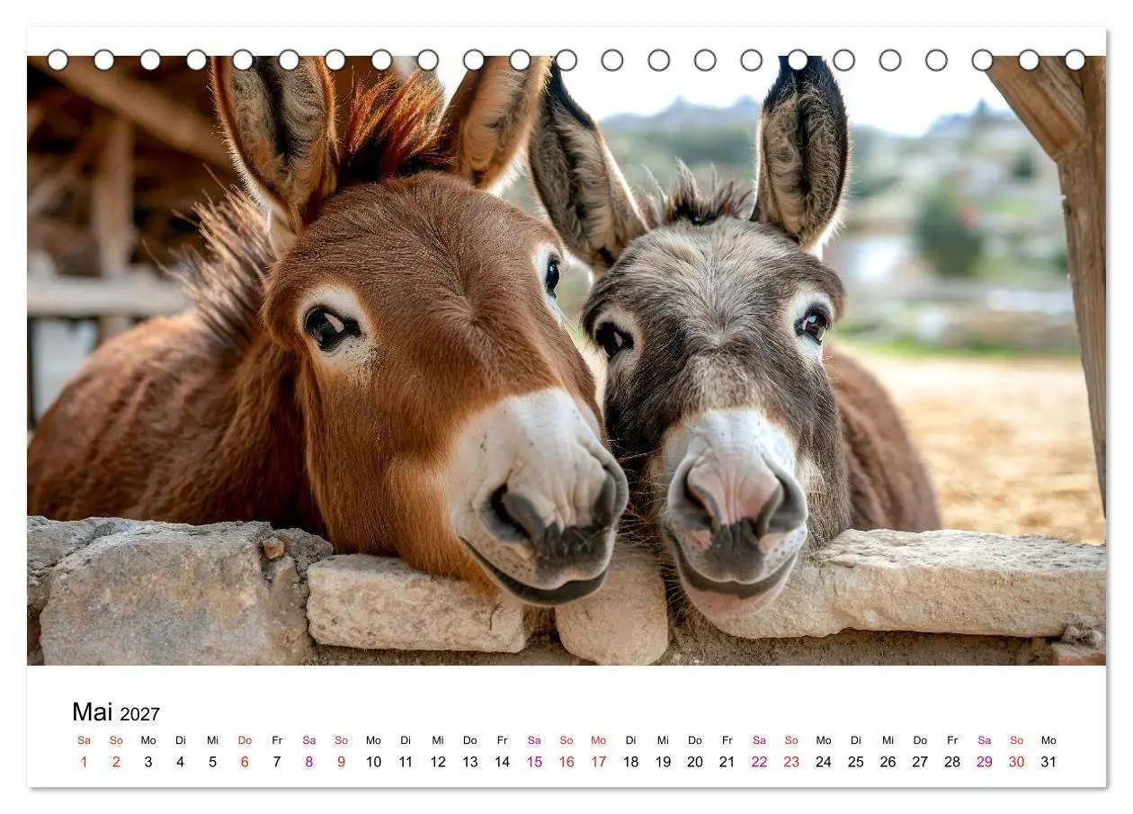Bild: 9783516759075 | Esel - neugierige Typen (Tischkalender 2027 DIN A5 quer), CALVENDO...