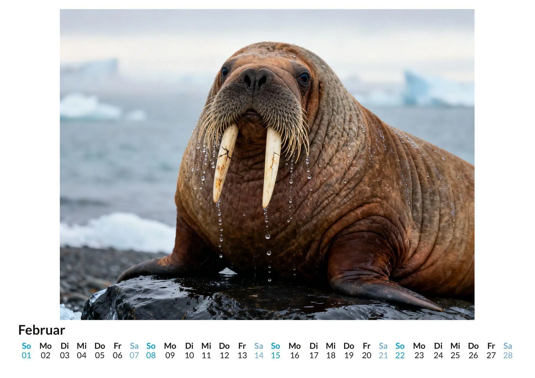 Bild: 9783695329175 | Walross | Aaron Fischer | Kalender | Deutsch | 2026 | FlipFlop