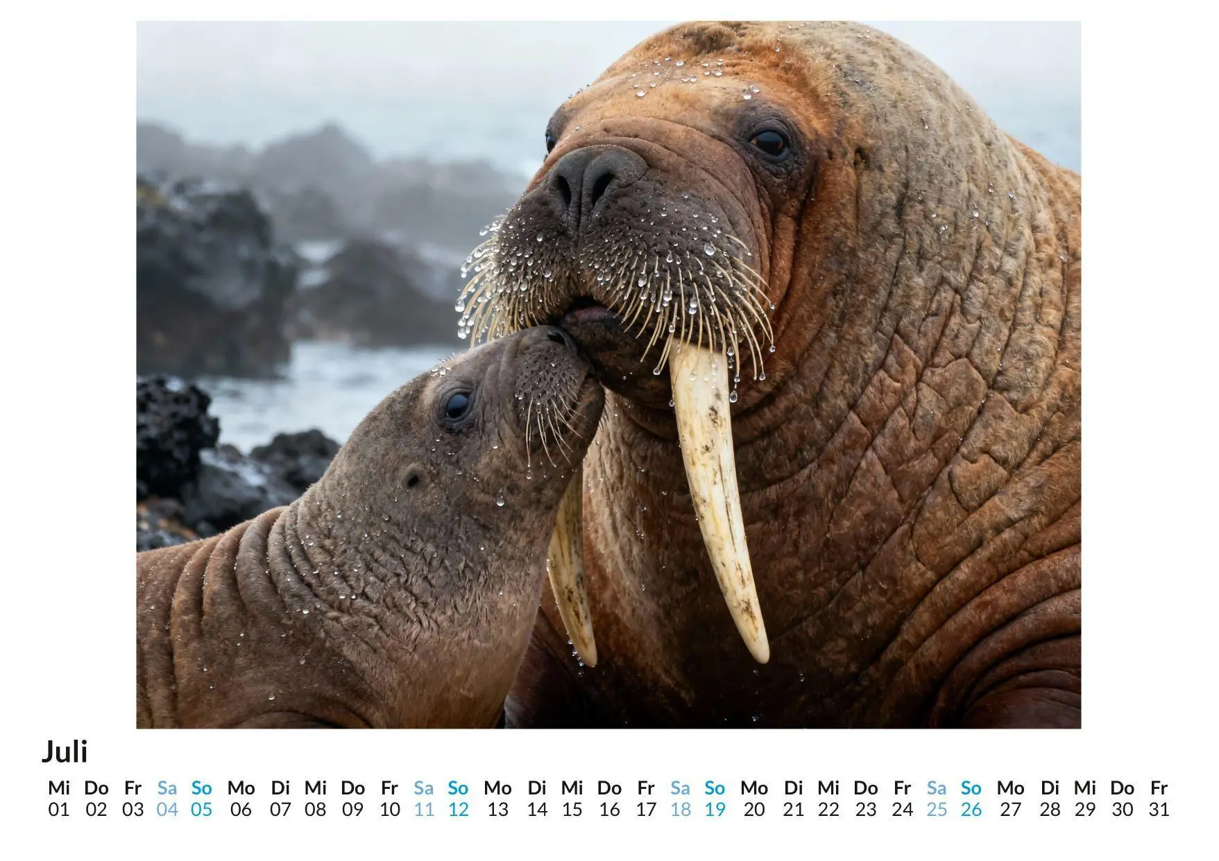 Bild: 9783695329175 | Walross | Aaron Fischer | Kalender | Deutsch | 2026 | FlipFlop