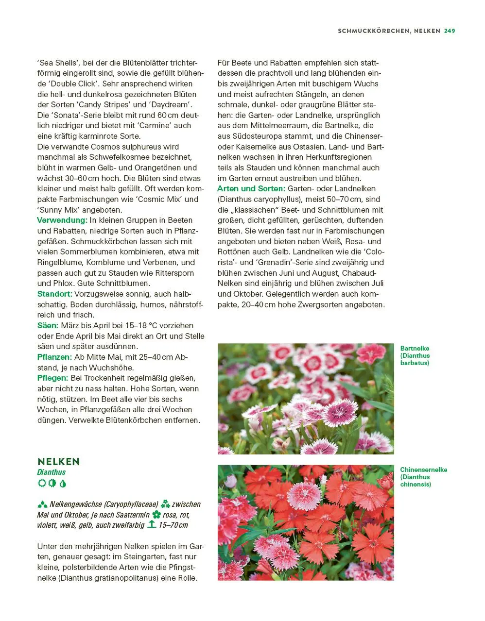 Bild: 9783747109175 | Das große Buch der Stauden und Sommerblumen | Joachim Mayer | Buch