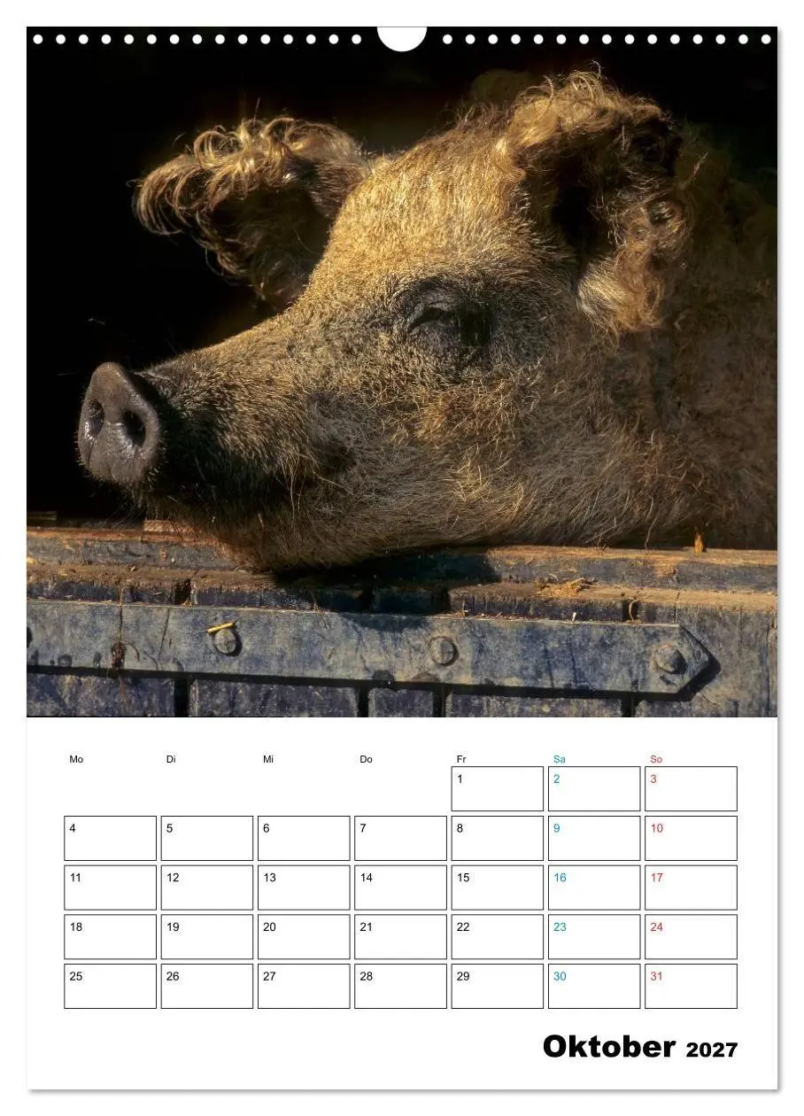 Bild: 9783594199275 | Schweine 2027 (Wandkalender 2027 DIN A3 hoch), CALVENDO Monatskalender