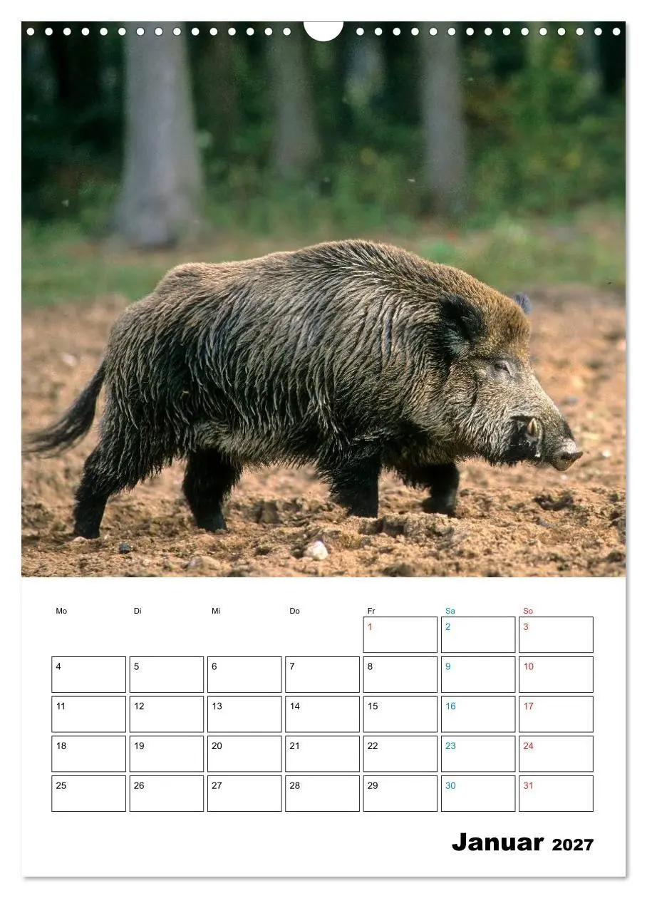 Bild: 9783594199275 | Schweine 2027 (Wandkalender 2027 DIN A3 hoch), CALVENDO Monatskalender