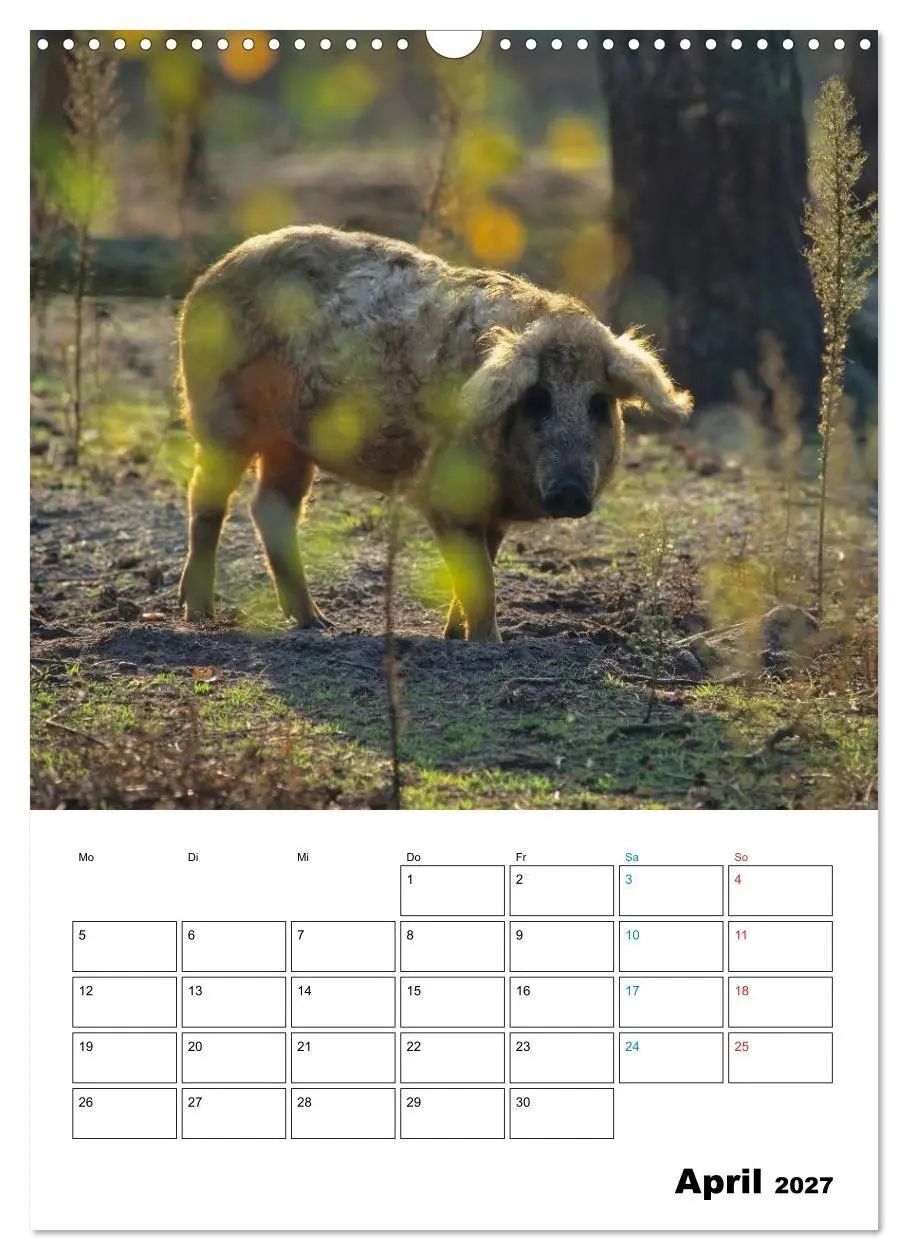 Bild: 9783594199275 | Schweine 2027 (Wandkalender 2027 DIN A3 hoch), CALVENDO Monatskalender