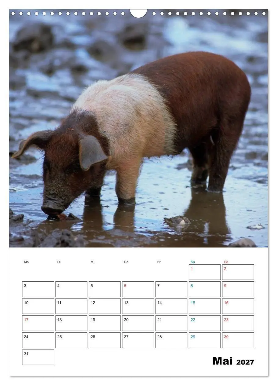 Bild: 9783594199275 | Schweine 2027 (Wandkalender 2027 DIN A3 hoch), CALVENDO Monatskalender