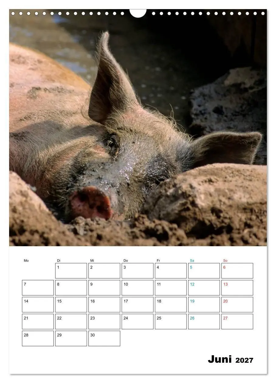 Bild: 9783594199275 | Schweine 2027 (Wandkalender 2027 DIN A3 hoch), CALVENDO Monatskalender