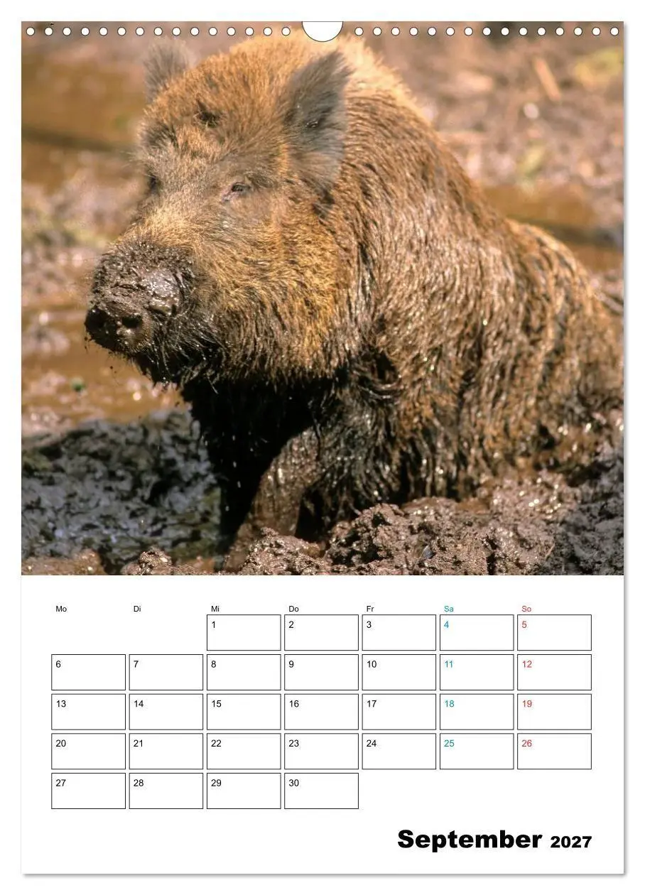 Bild: 9783594199275 | Schweine 2027 (Wandkalender 2027 DIN A3 hoch), CALVENDO Monatskalender