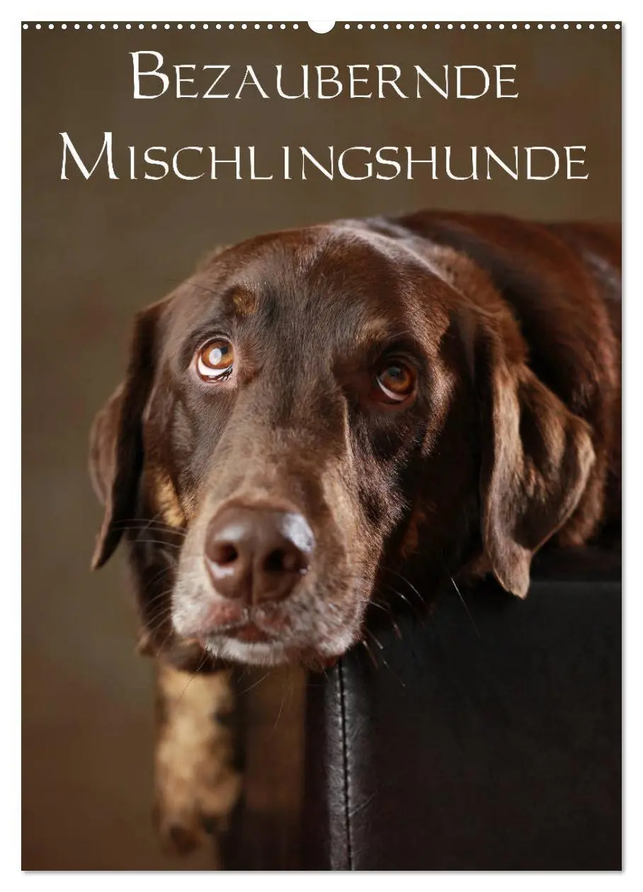 Cover: 9783516419375 | Bezaubernde Mischlingshunde (Wandkalender 2026 DIN A2 hoch),...