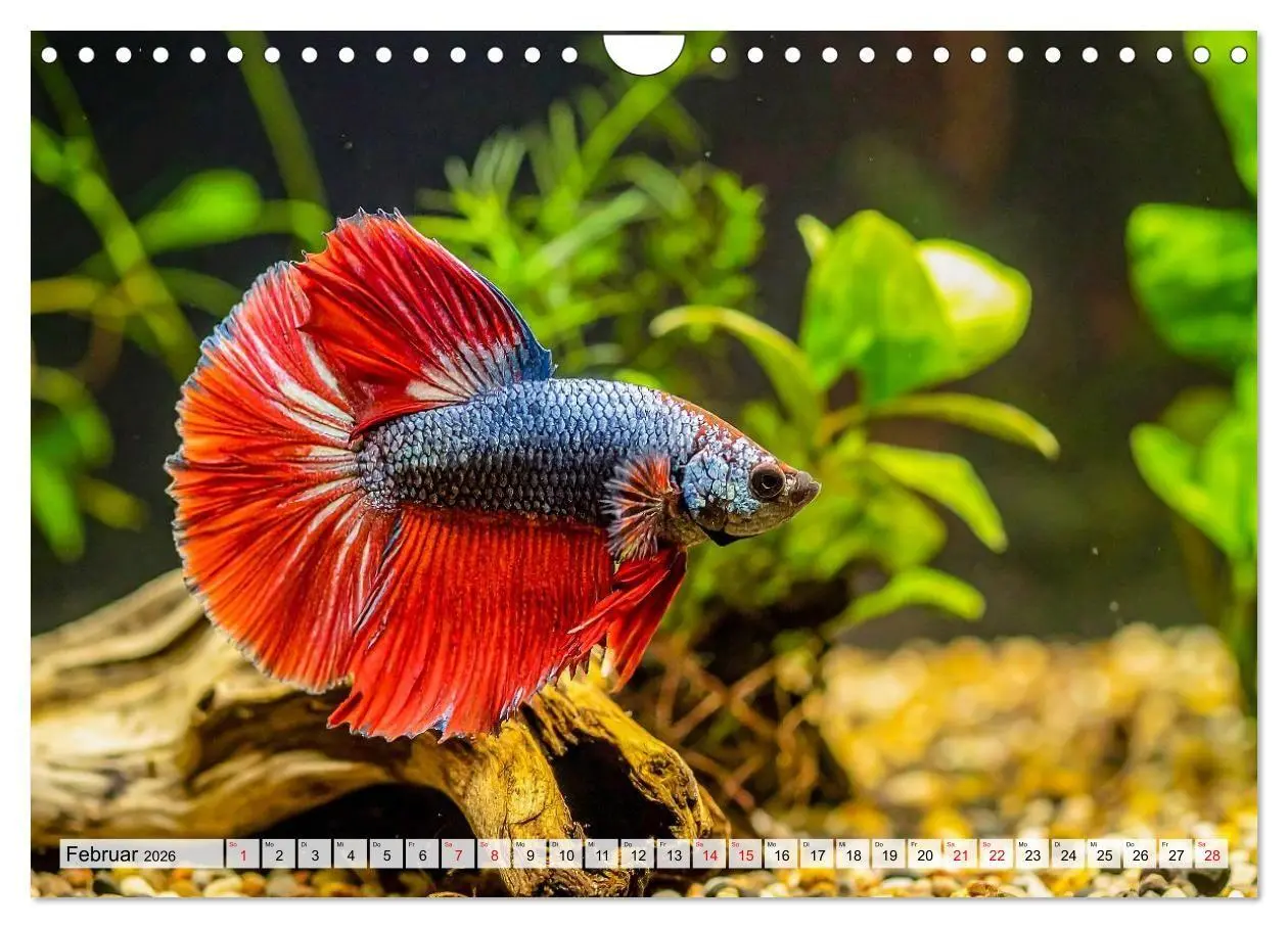 Bild: 9783516719475 | Amazonaslichter. Farben der Tiefe (Wandkalender 2026 DIN A4 quer),...
