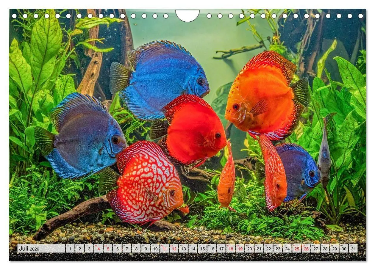 Bild: 9783516719475 | Amazonaslichter. Farben der Tiefe (Wandkalender 2026 DIN A4 quer),...