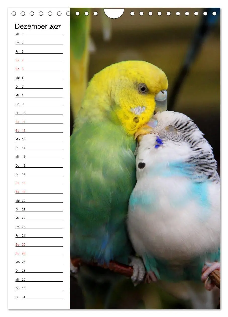 Bild: 9783569799875 | WELLENSITTICHE - Süße Wellis (Wandkalender 2027 DIN A4 hoch),...