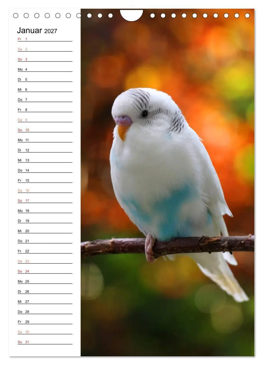 Bild: 9783569799875 | WELLENSITTICHE - Süße Wellis (Wandkalender 2027 DIN A4 hoch),...