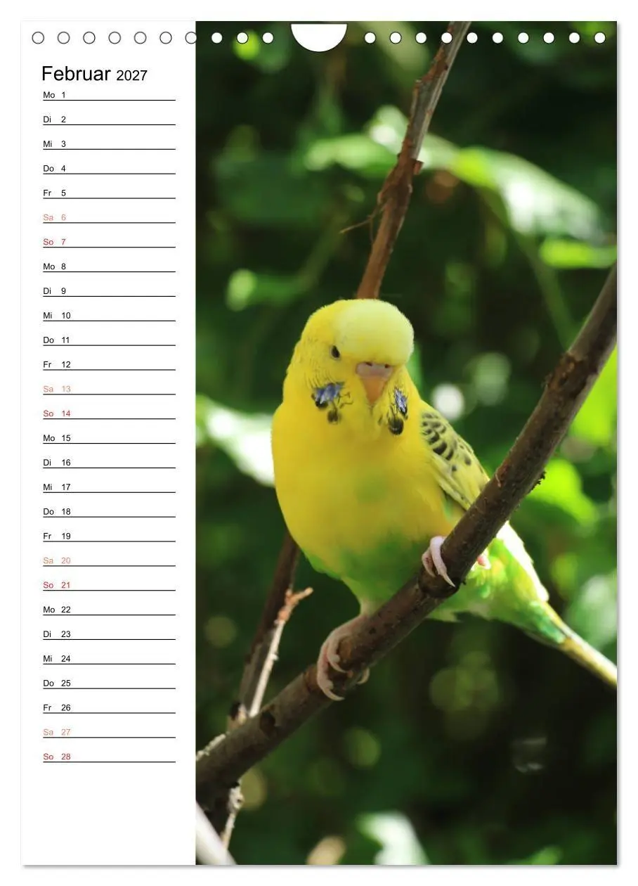 Bild: 9783569799875 | WELLENSITTICHE - Süße Wellis (Wandkalender 2027 DIN A4 hoch),...