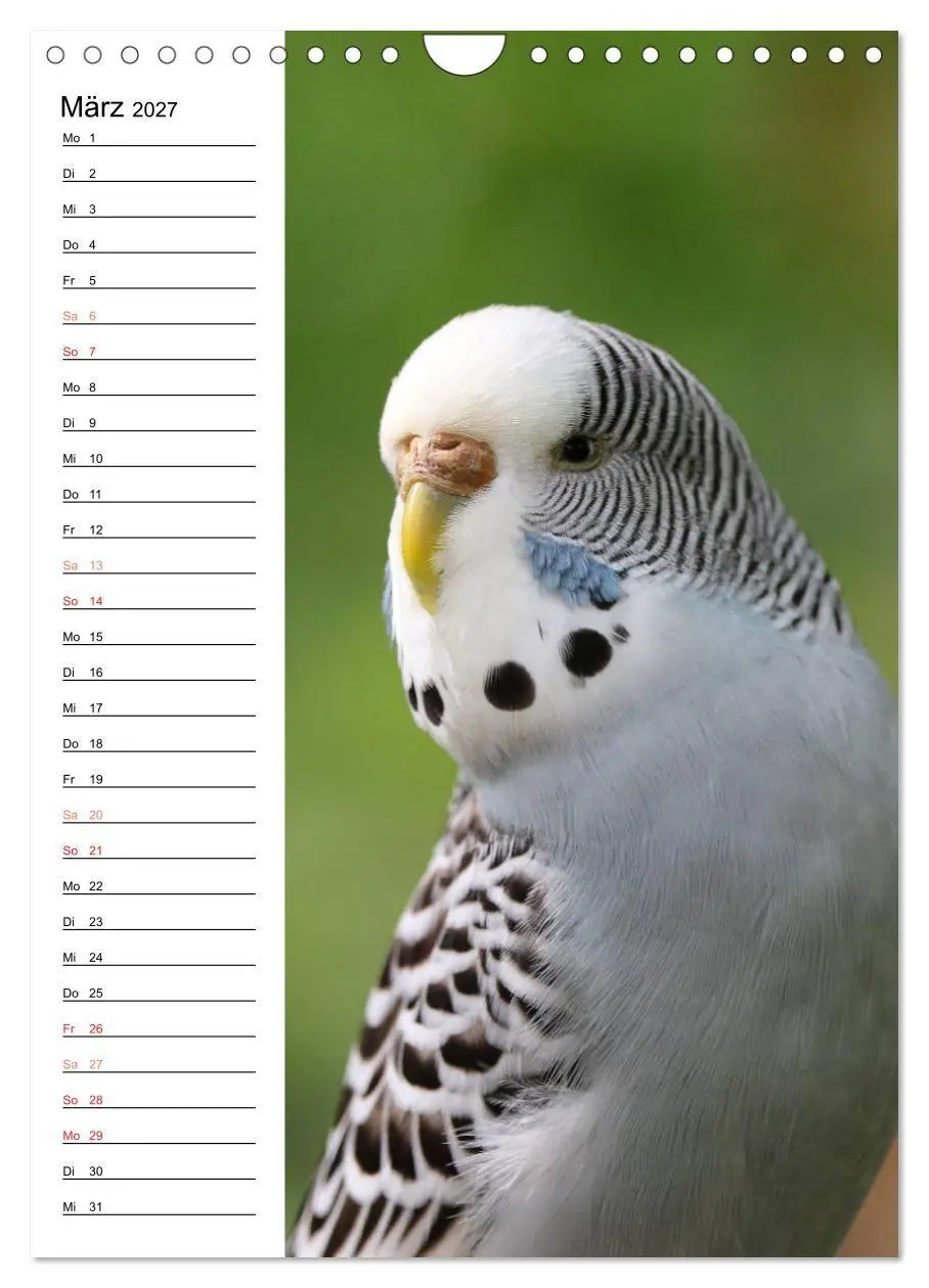 Bild: 9783569799875 | WELLENSITTICHE - Süße Wellis (Wandkalender 2027 DIN A4 hoch),...