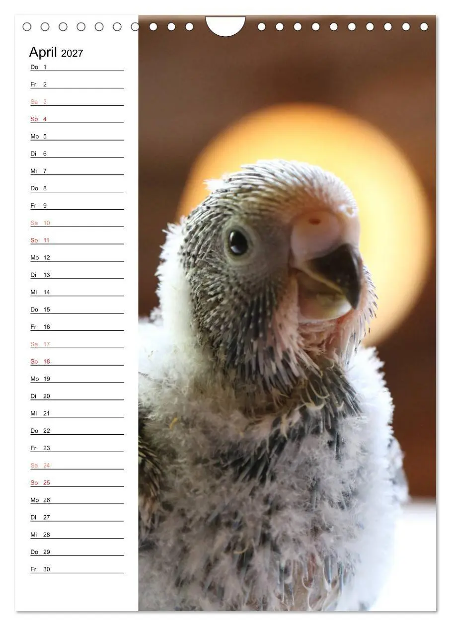 Bild: 9783569799875 | WELLENSITTICHE - Süße Wellis (Wandkalender 2027 DIN A4 hoch),...