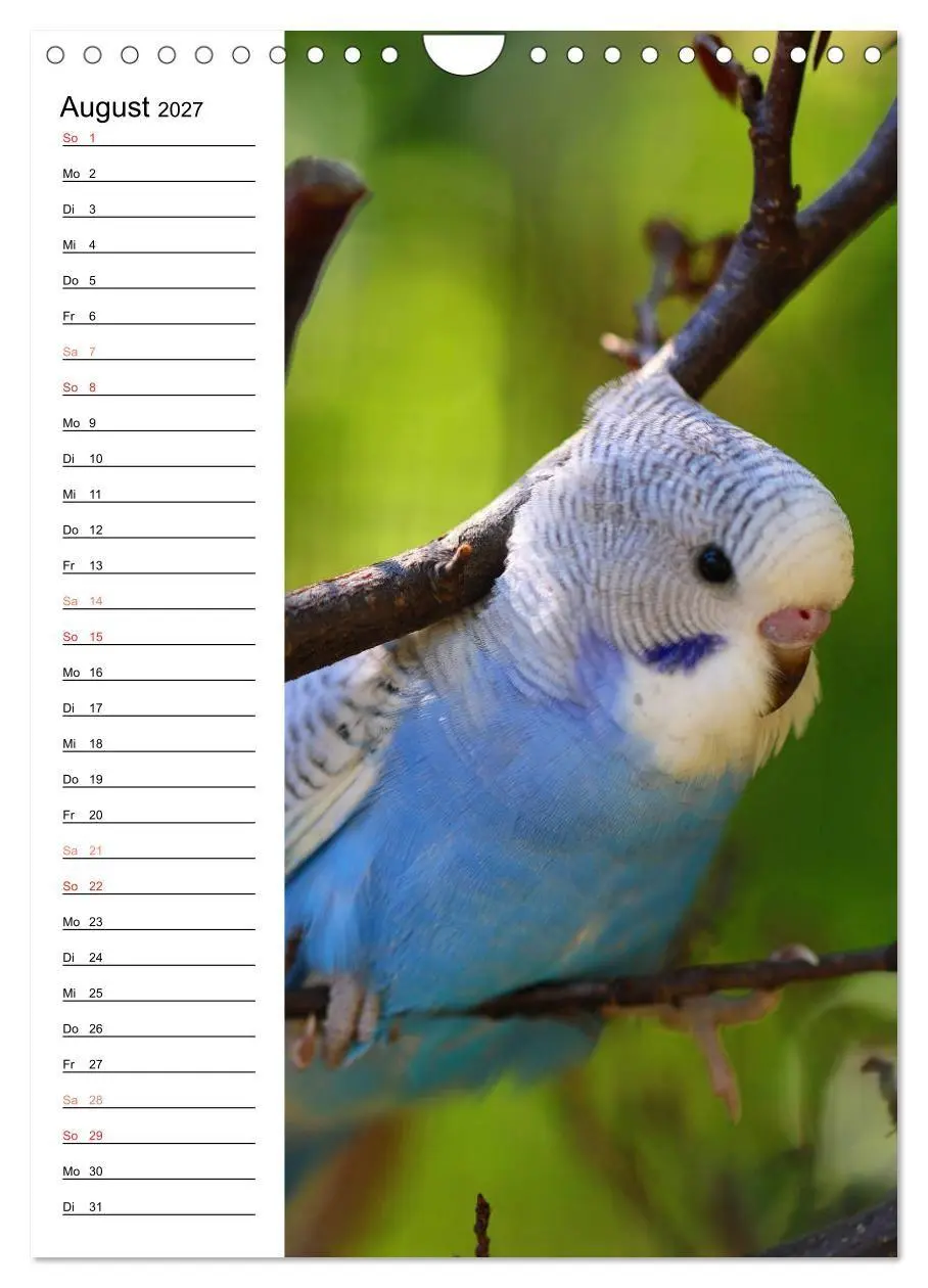 Bild: 9783569799875 | WELLENSITTICHE - Süße Wellis (Wandkalender 2027 DIN A4 hoch),...