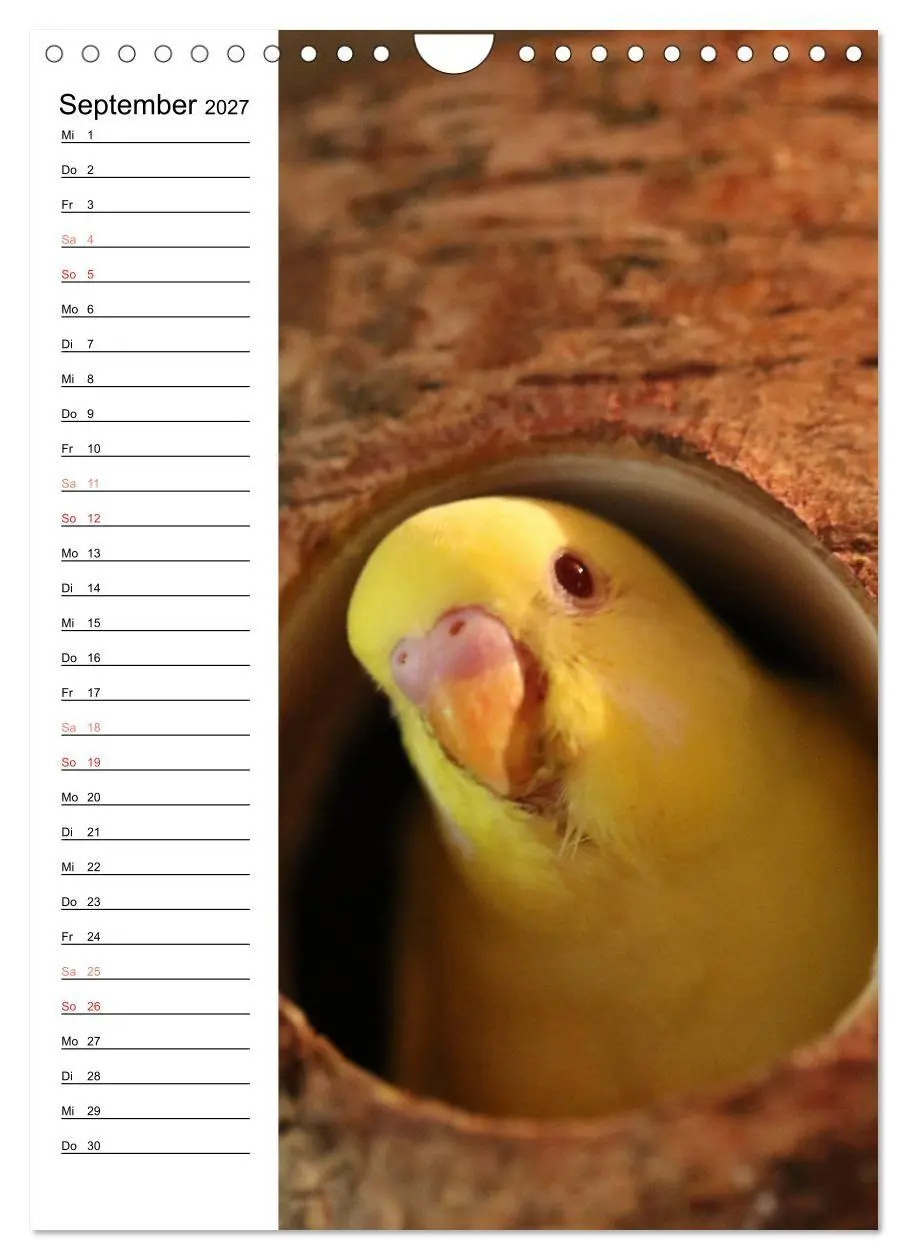 Bild: 9783569799875 | WELLENSITTICHE - Süße Wellis (Wandkalender 2027 DIN A4 hoch),...