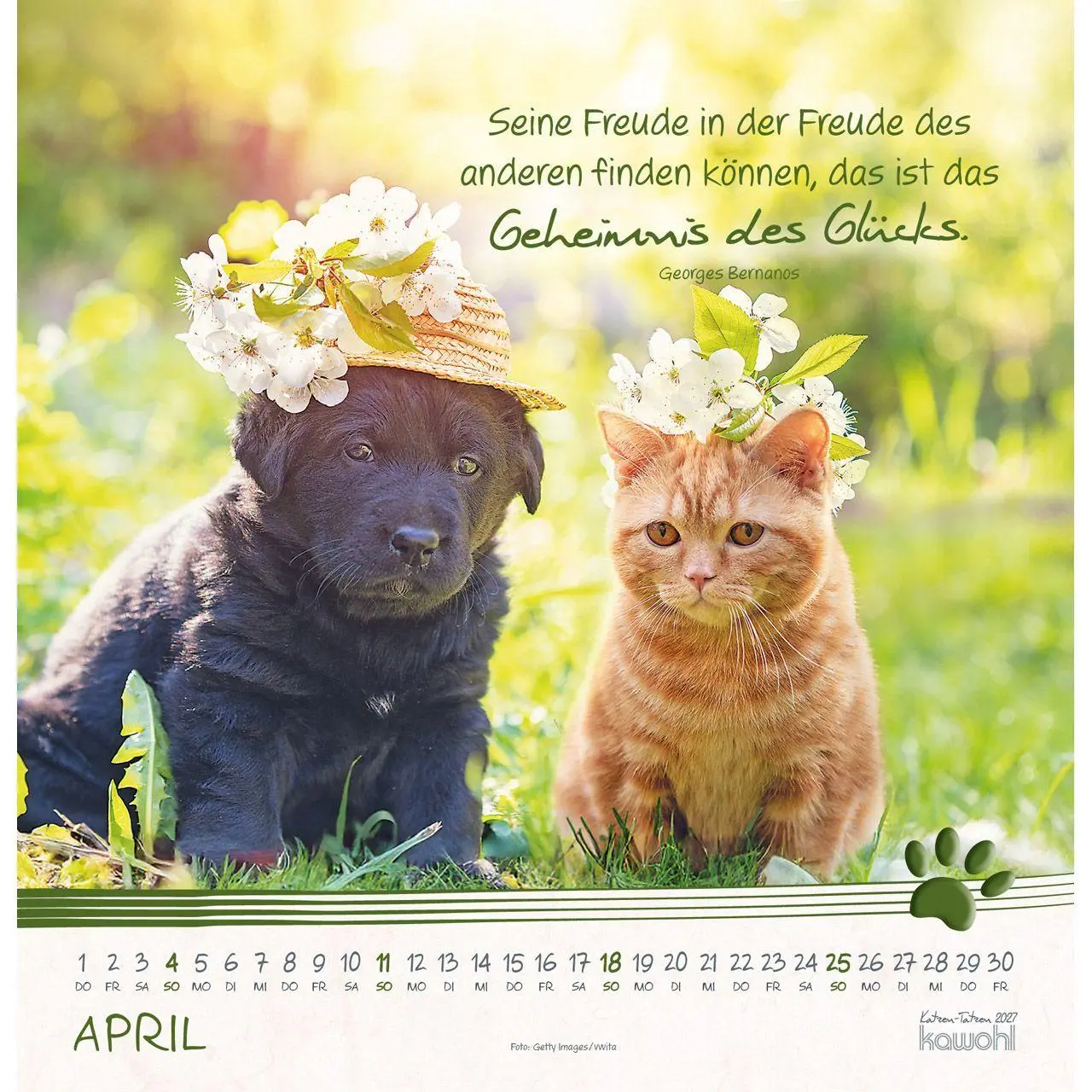 Bild: 9783754829875 | Katzen-Tatzen 2027 | Kalender | 14 S. | Deutsch | 2027