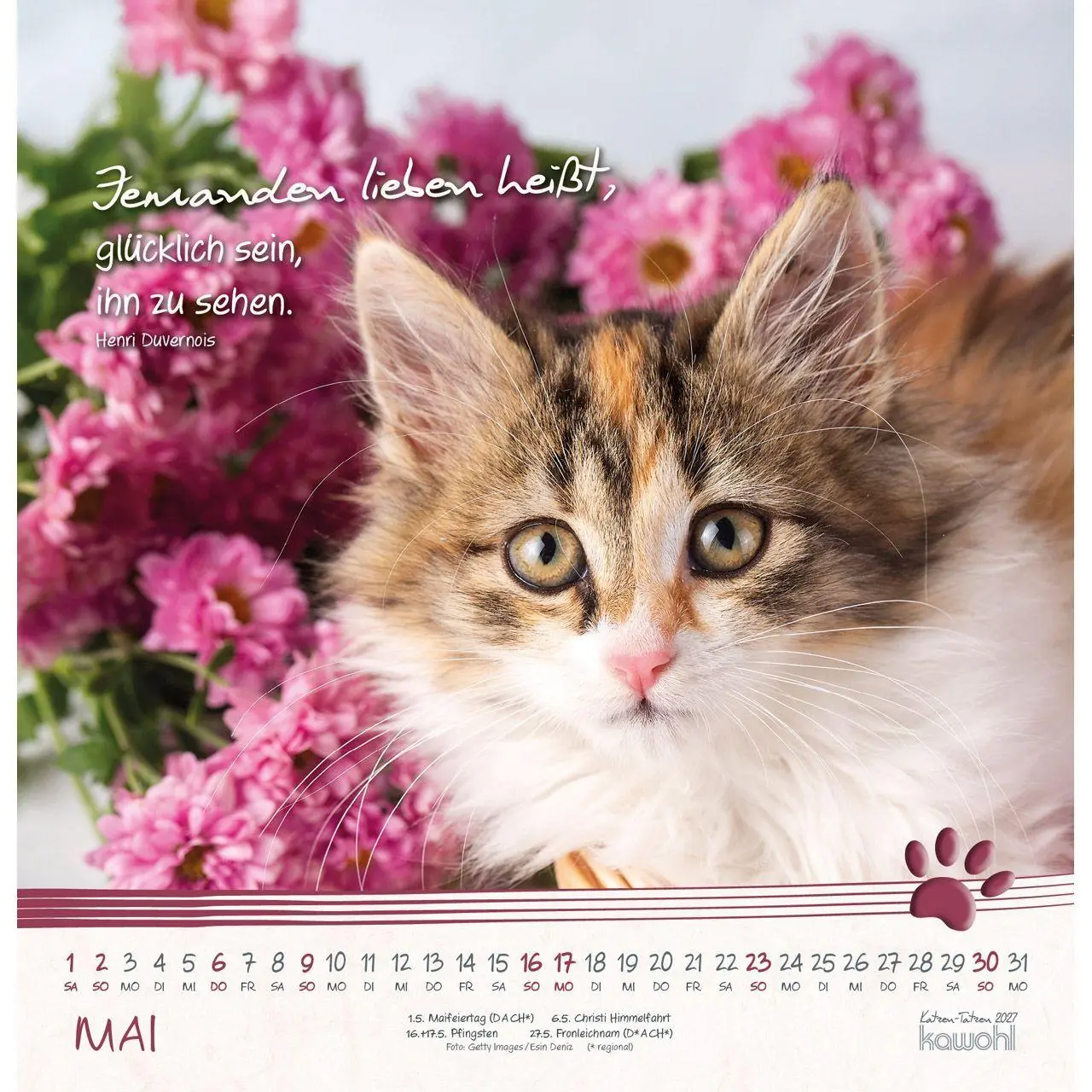 Bild: 9783754829875 | Katzen-Tatzen 2027 | Kalender | 14 S. | Deutsch | 2027