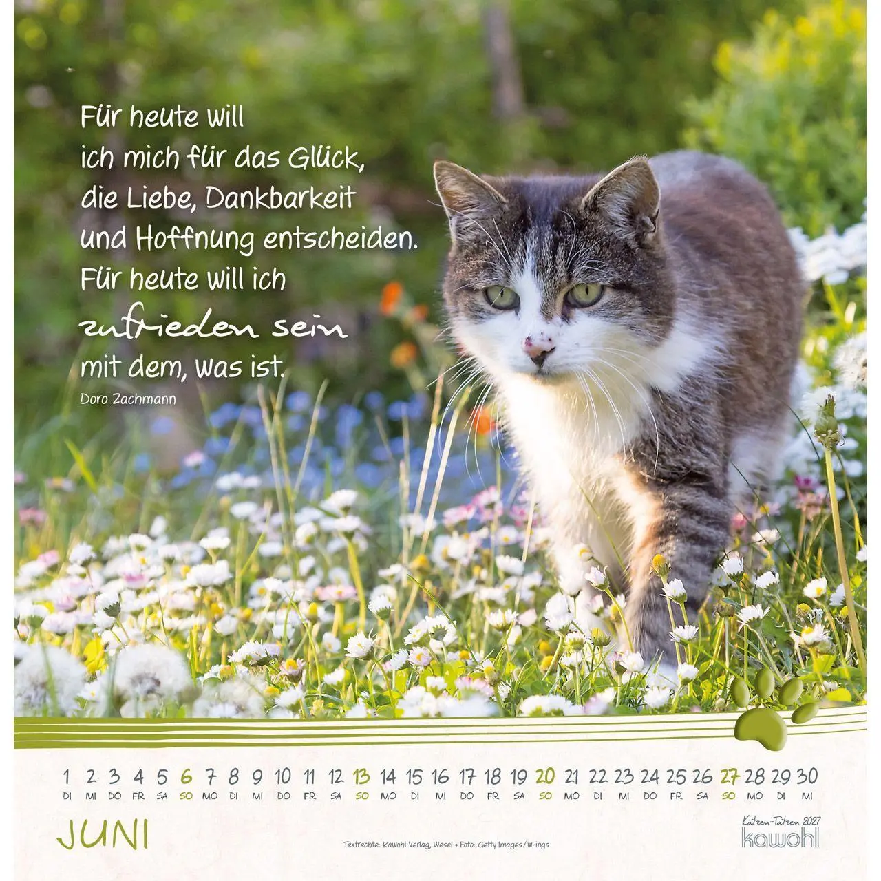 Bild: 9783754829875 | Katzen-Tatzen 2027 | Kalender | 14 S. | Deutsch | 2027