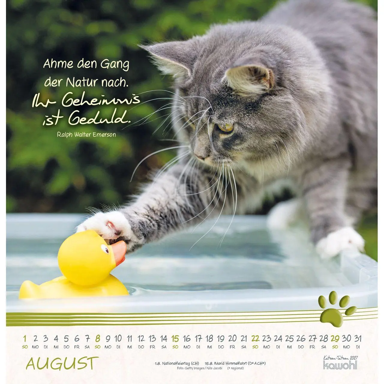 Bild: 9783754829875 | Katzen-Tatzen 2027 | Kalender | 14 S. | Deutsch | 2027